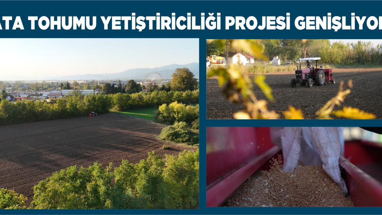 SİYEZ BUĞDAYI ATA TOHUMU DÜZCE TOPRAKLARIYLA BULUŞTU