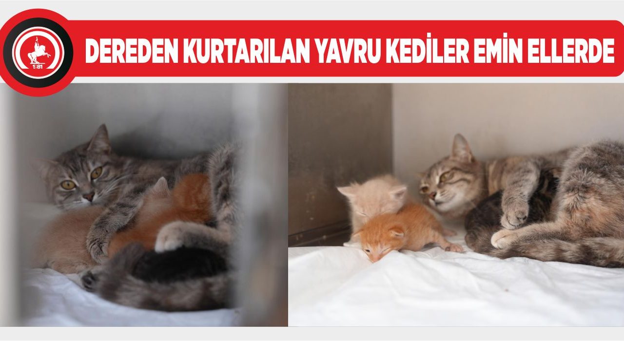 YAVRU KEDİLERE SÜT ANNE BULUNDU