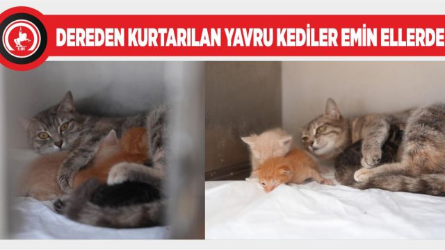 YAVRU KEDİLERE SÜT ANNE BULUNDU