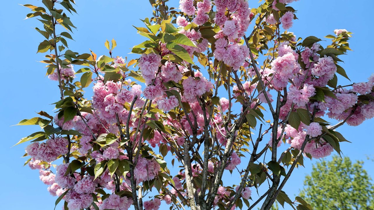 Çiçek açan Sakura ağaçları şehri görsel bir şölene dönüştürdü