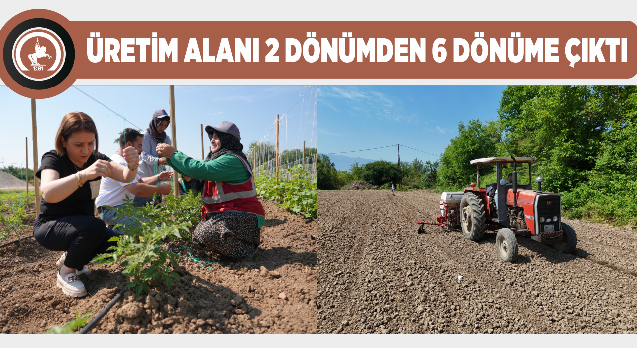 ATA TOHUMU ÜRETİMİ BÜYÜYOR