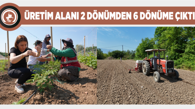 ATA TOHUMU ÜRETİMİ BÜYÜYOR