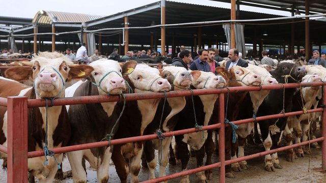Sakarya’da şap alarmı... Canlı Hayvan Borsası kapatıldı!