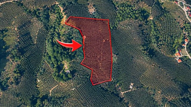 Karasu’da Milyonluk Fındık Bahçesi İcradan Satışa Çıkarıldı!