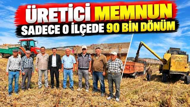 BİLECİK'TE 90 BİN DÖNÜMDE AYÇİÇEĞİ HASADI