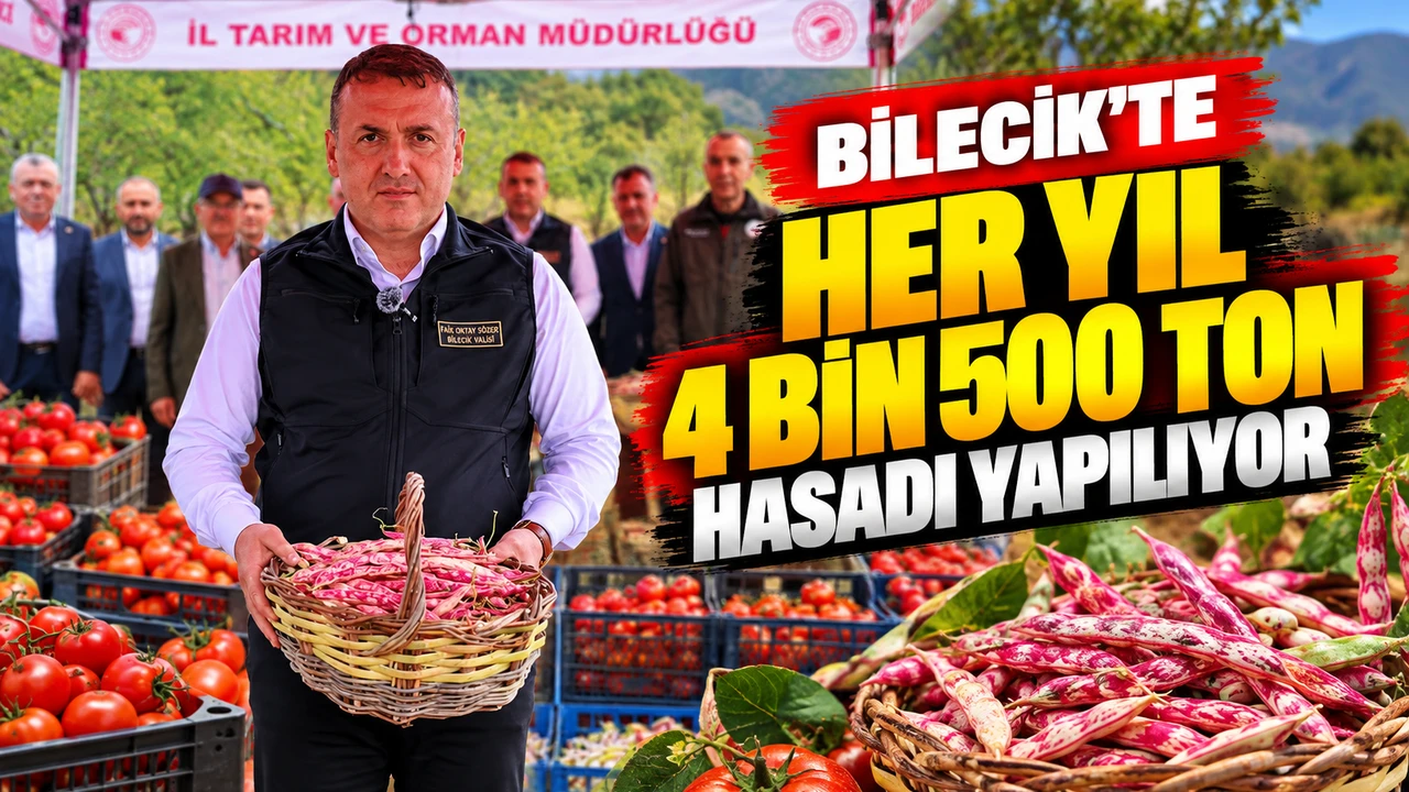 BİLECİK'TE HER YIL 4 BİN 500 TON TAZE BARBUNYA HASADI YAPILIYOR