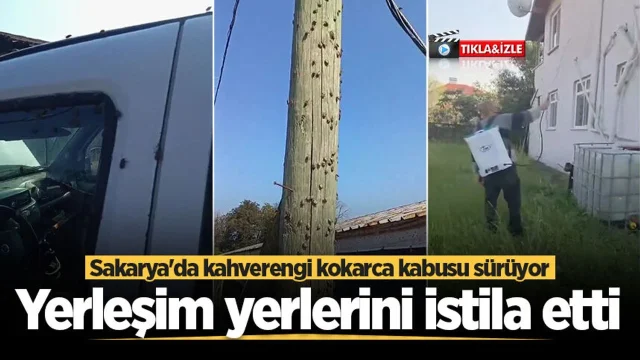 Sakarya'da kahverengi kokarca kabusu sürüyor! Yerleşim yerlerini istila etti