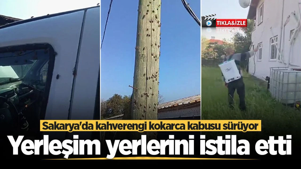 Sakarya'da kahverengi kokarca kabusu sürüyor! Yerleşim yerlerini istila etti