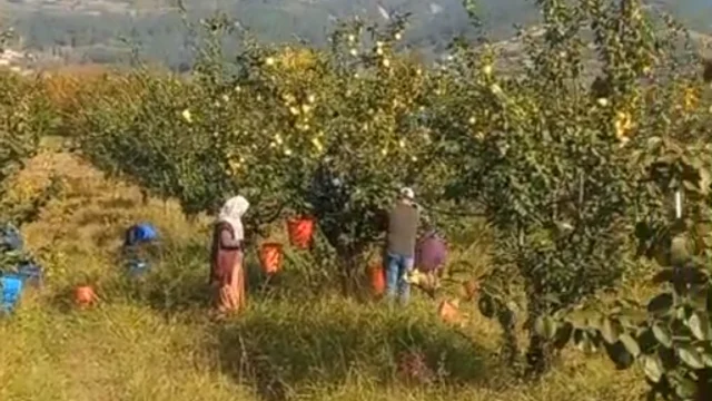 Geyve'de sarı elmasın hasadı başladı