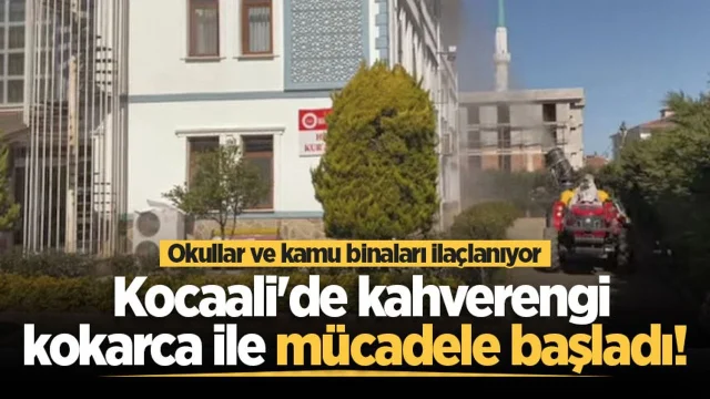 Kocaali'de kahverengi kokarca ile mücadele başladı! Okullar ve kamu binaları ilaçlanıyor