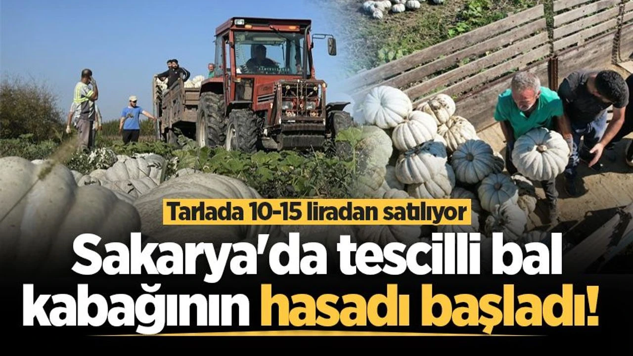Sakarya'da tescilli bal kabağının hasadı başladı! Tarlada 10-15 liradan satılıyor