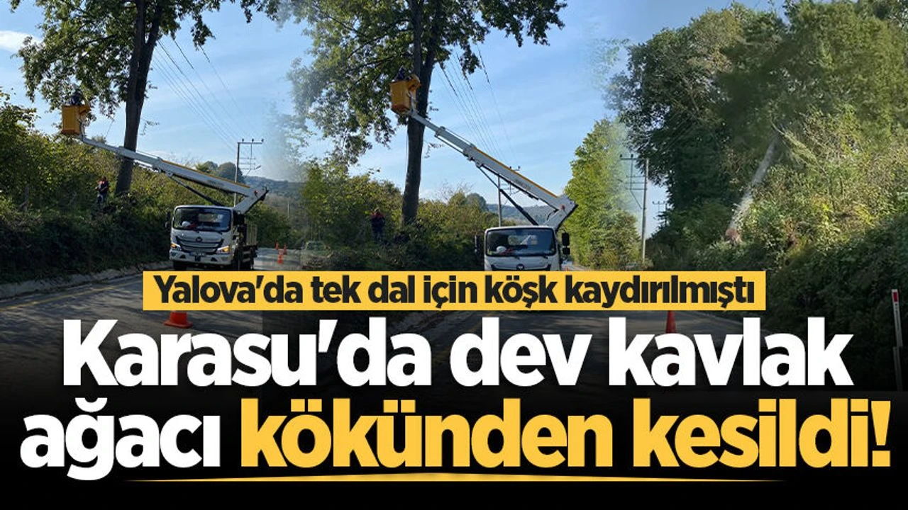 Yalova'da tek dal için köşk kaydırılmıştı: Karasu'da dev kavlak ağacı kökünden kesildi!