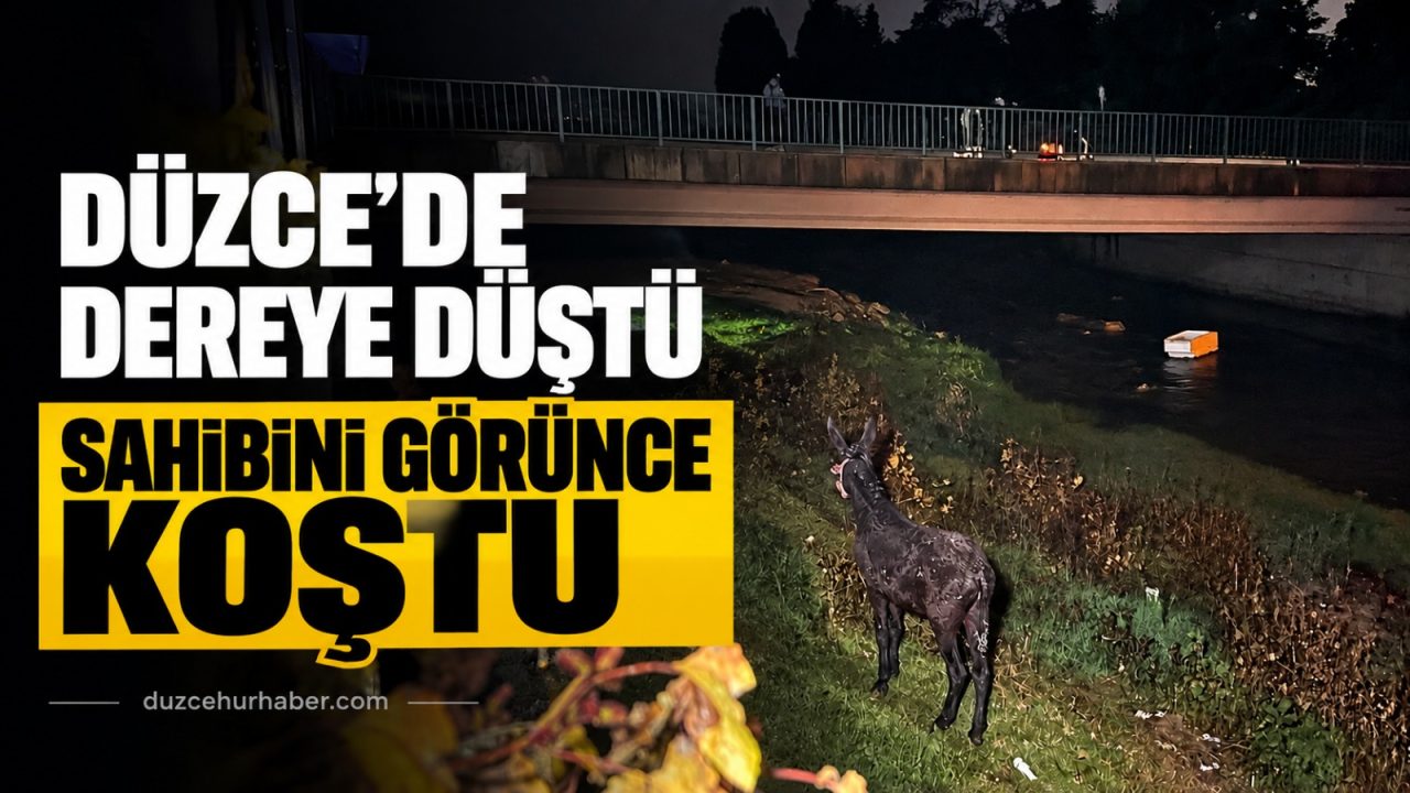 Asar Deresi'nde eşek için vinçli kurtarma çalışması