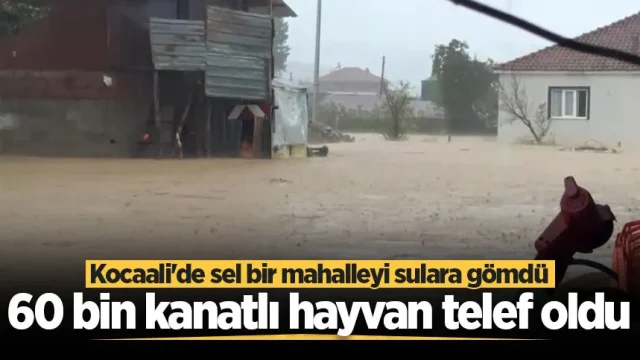 Kocaali'de sel bir mahalleyi sulara gömdü: 60 bin kanatlı hayvan telef oldu