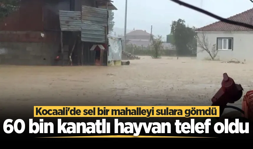 Kocaali'de sel bir mahalleyi sulara gömdü: 60 bin kanatlı hayvan telef oldu