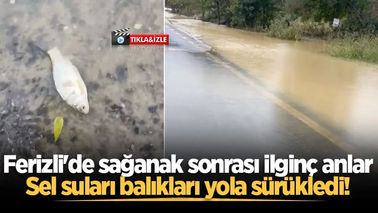 Ferizli'de sağanak sonrası ilginç anlar: Sel suları balıkları yola sürükledi!