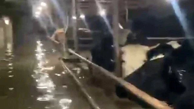 Sular altında kalan ahırdaki hayvanların bekleyişi kamerada