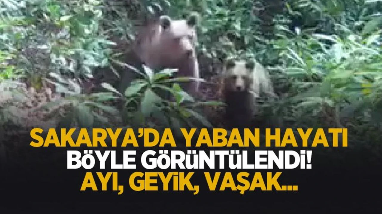 Sakarya'da yaban hayatı böyle görüntülendi! Ay, geyik, vaşak...