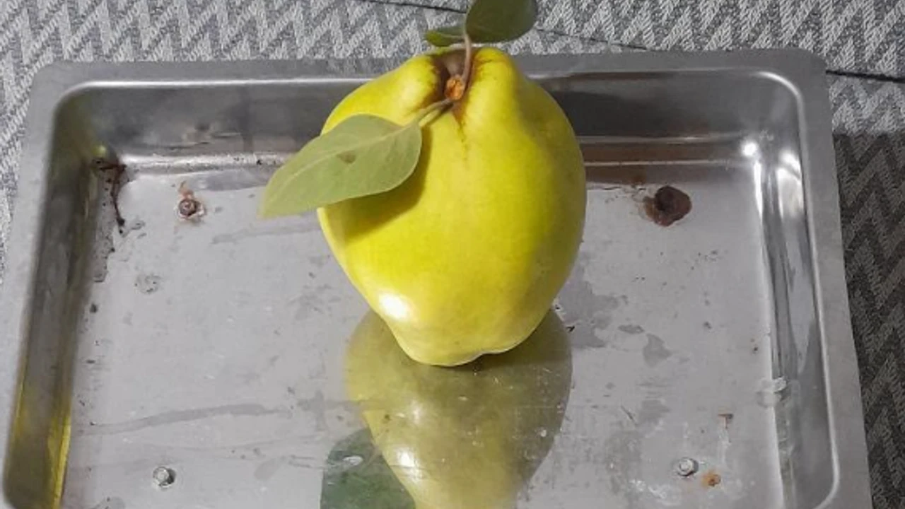 Dalların altın sarısı tartıyı zorladı