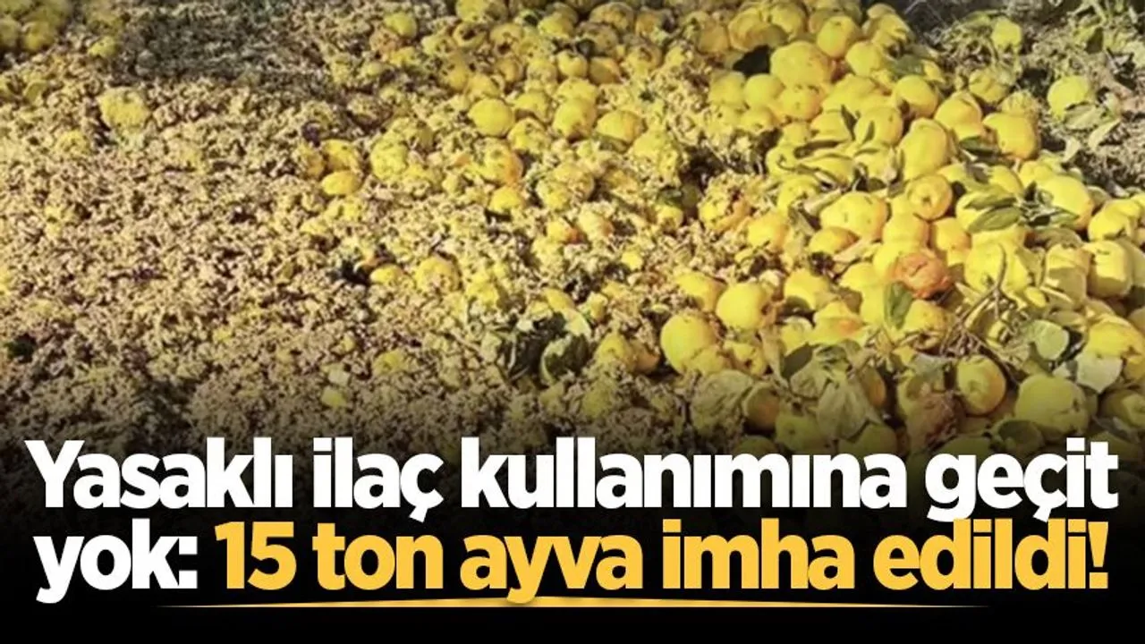 Yasaklı ilaç kullanımına geçit yok: 15 ton ayva imha edildi!