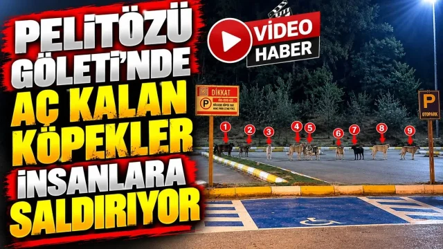 Pelitözü gölpark'ta köpekler açlıktan vatandaşlara saldırıyor