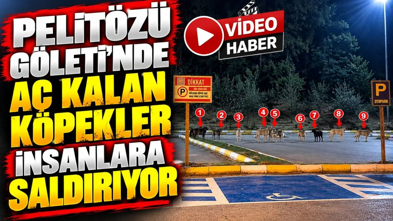 Pelitözü gölpark'ta köpekler açlıktan vatandaşlara saldırıyor